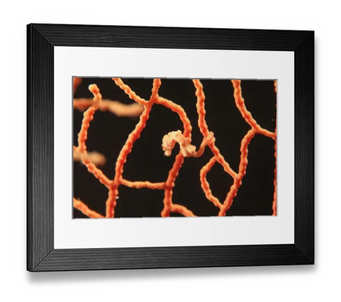 Framed Print : Pygmy Seahorse holding on gorgonian with tail, Scuba Diving at Tukang Besi / Wakatobi Framed Print : Pygmy Seahorse holding on gorgonian with tail, Scuba Diving at Tukang Besi / Wakatobi