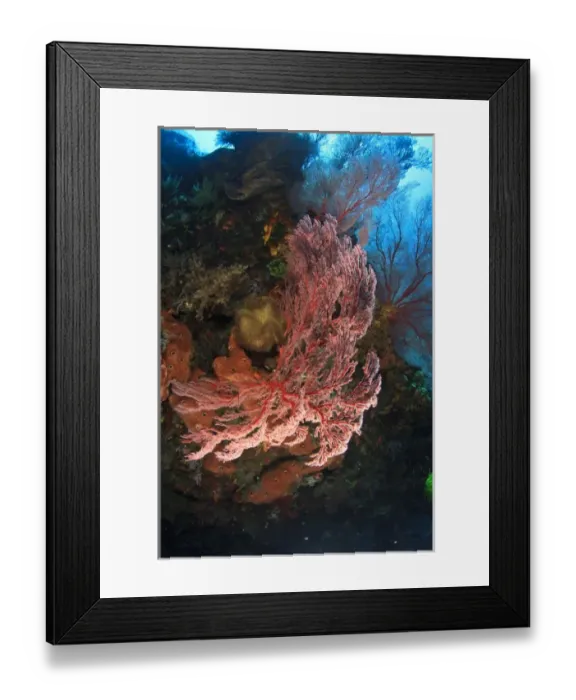 Framed Print : Brilliant red sea fans (Melithaea sp. ), Komba Island, Flores Sea, Indonesia Framed Print : Brilliant red sea fans (Melithaea sp. ), Komba Island, Flores Sea, Indonesia