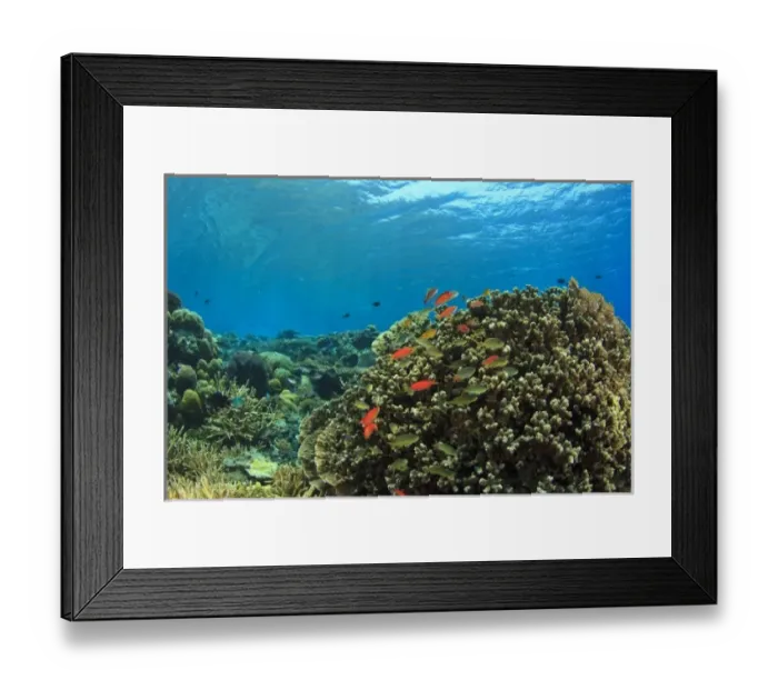 Framed Print : Pristine shallow hard & soft coral reef, scalefin anthias fish, Kalabahi Bay, Alor Island Framed Print : Pristine shallow hard & soft coral reef, scalefin anthias fish, Kalabahi Bay, Alor Island
