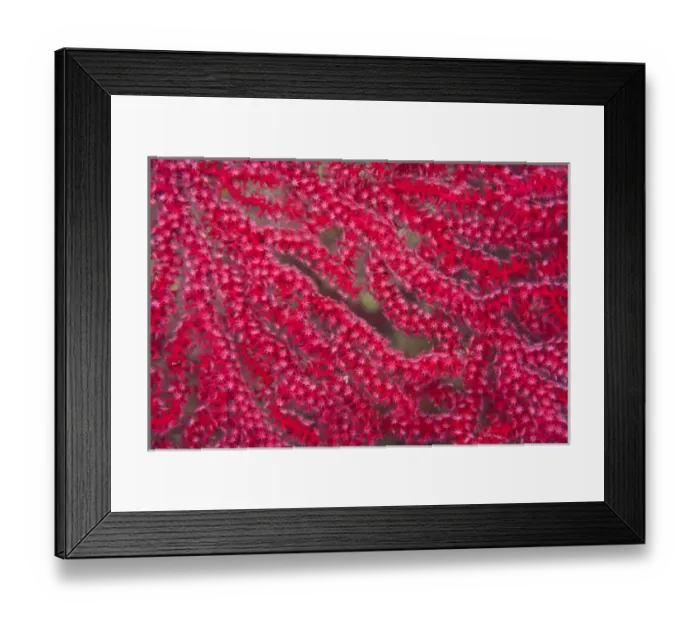 Framed Print : macro view of gorgonian sea fan, Pristine Scuba Diving at Tukang Besi / Wakatobi Archilpelago Framed Print : macro view of gorgonian sea fan, Pristine Scuba Diving at Tukang Besi / Wakatobi Archilpelago