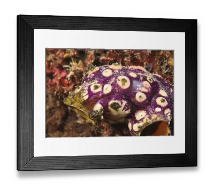 Framed Print : Scuba Diving at Tukang Besi  /  Wakatobi Archipelago Marine Preserve, South Sulawesi, Indonesia, S