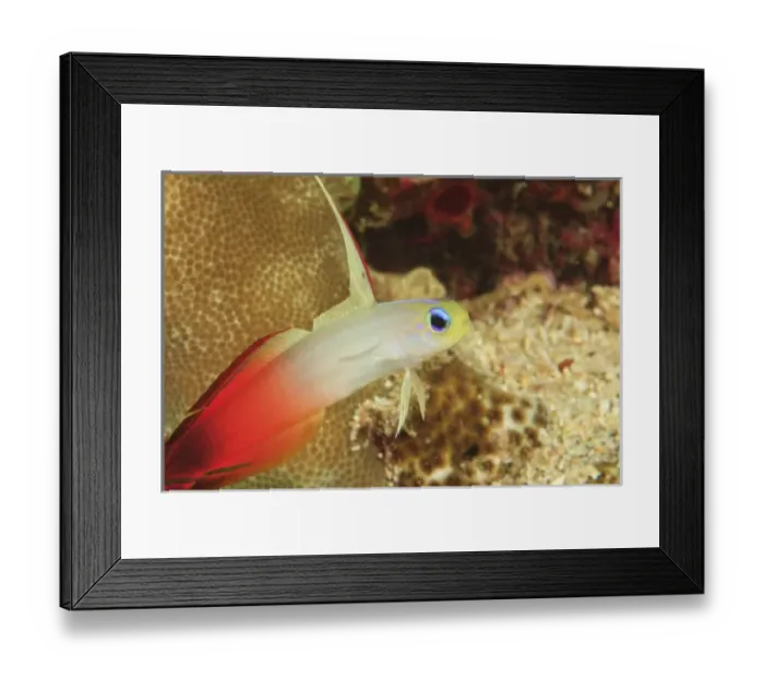 Framed Print : Fire Dartfish (Nemateleotris magnifica) Banda Sea, Indonesia Framed Print : Fire Dartfish (Nemateleotris magnifica) Banda Sea, Indonesia