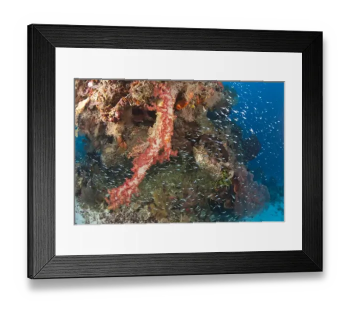 Framed Print : Scuba Diving at Tukang Besi / Wakatobi Archipelago Marine Preserve, South Sulawesi, Indonesia, S Framed Print : Scuba Diving at Tukang Besi / Wakatobi Archipelago Marine Preserve, South Sulawesi, Indonesia, S