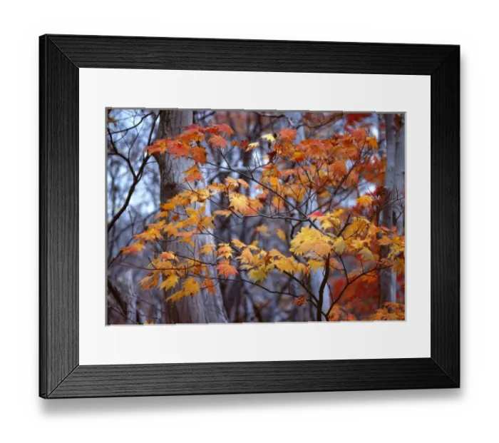 Framed Print : Japan, Honshu, Tochigi Pref. Nikko NP. Backlighting intensifies the colors in these Framed Print : Japan, Honshu, Tochigi Pref. Nikko NP. Backlighting intensifies the colors in these