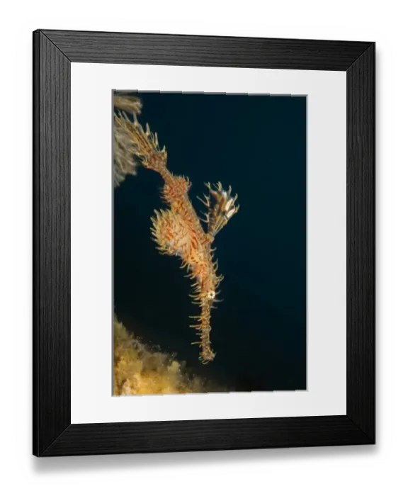 Framed Print : Asia, Indonesia Framed Print : Asia, Indonesia