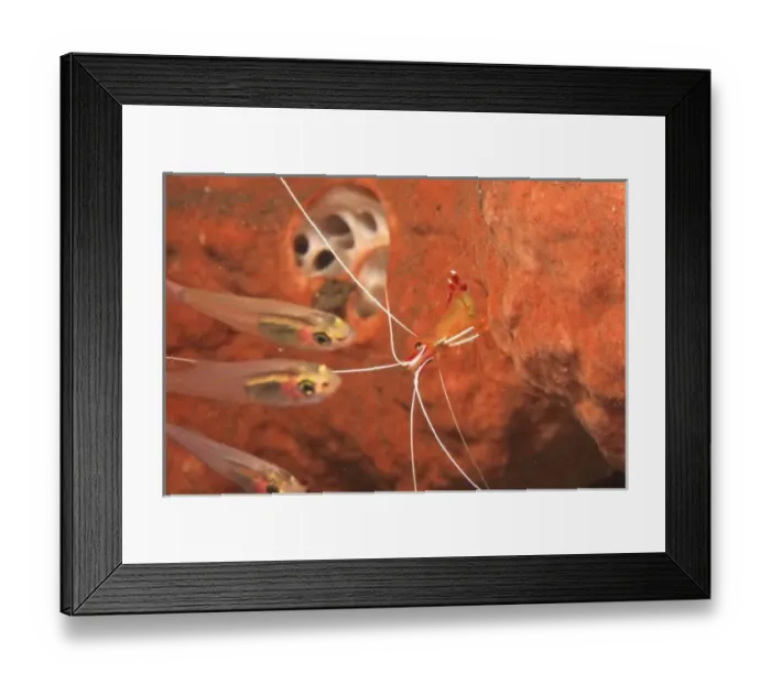 Framed Print : Cardinalfish, Cleaner ShrimpTulamben, North Bali, Indonesia Framed Print : Cardinalfish, Cleaner ShrimpTulamben, North Bali, Indonesia