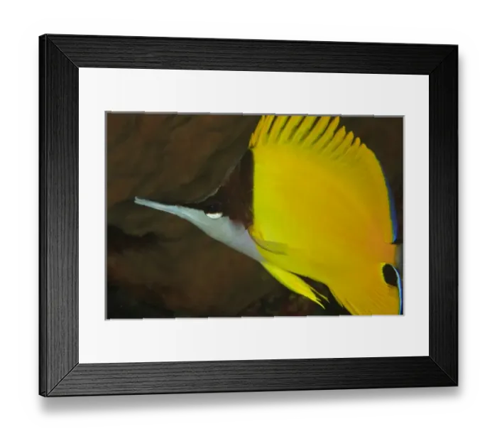 Framed Print : Longnose Butterflyfish (Forcipiger flavissimus) Banda Sea, Indonesia Framed Print : Longnose Butterflyfish (Forcipiger flavissimus) Banda Sea, Indonesia