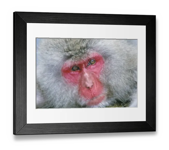 Framed Print : Japan, Nagano, Jigokudani, Snow Monkey, Japanese Macaque, (Macaca fuscata)
