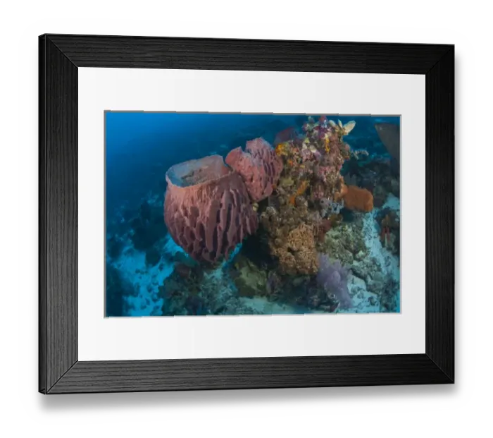 Framed Print : large barrel sponge, Scuba Diving at Tukang Besi / Wakatobi Archipelago Marine Preserve Framed Print : large barrel sponge, Scuba Diving at Tukang Besi / Wakatobi Archipelago Marine Preserve