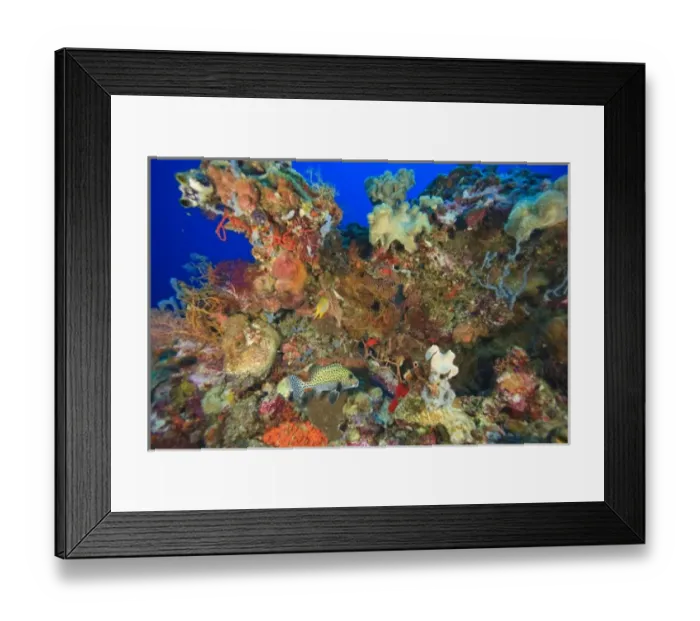 Framed Print : Pristine Scuba Diving at Tukang Besi  /  Wakatobi Archilpelago Marine Preserve, South Sulawesi