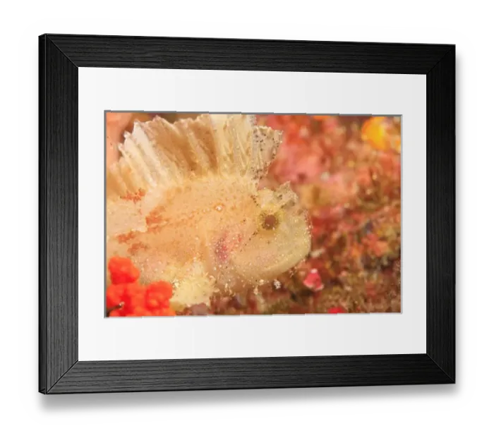 Framed Print : Asia, Indonesia Framed Print : Asia, Indonesia