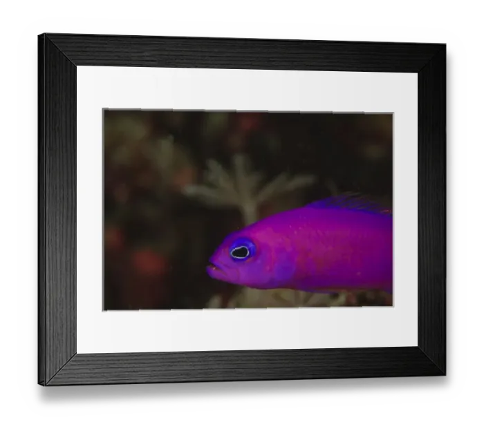 Framed Print : Purple Dottyback (Pseudochromis porphyreus) Banda Sea, Indonesia Framed Print : Purple Dottyback (Pseudochromis porphyreus) Banda Sea, Indonesia