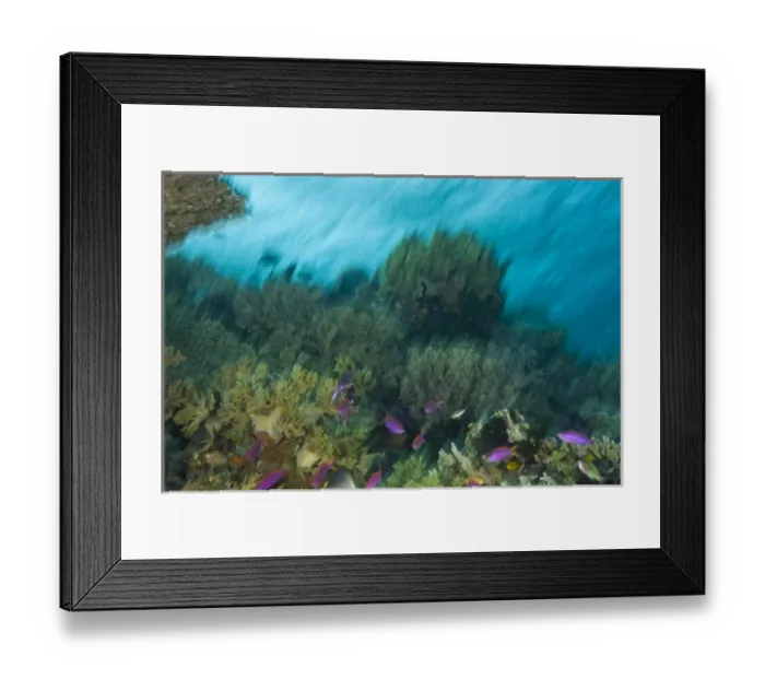 Framed Print : Indonesia, South Sulawesi Province, Wakatobi Archipelago Marine Preserve. Purple Anthiasfish Framed Print : Indonesia, South Sulawesi Province, Wakatobi Archipelago Marine Preserve. Purple Anthiasfish