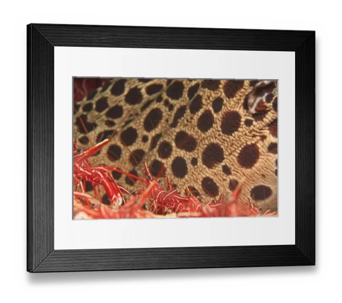 Framed Print : Hingebeak Cleaner Shrimp with Moray Eel in background, cleaning station, Tulamben Framed Print : Hingebeak Cleaner Shrimp with Moray Eel in background, cleaning station, Tulamben