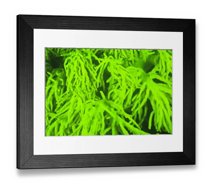 Framed Print : Asia, Indonesia