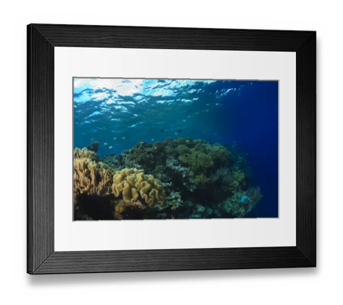 Framed Print : Scuba Diving at Tukang Besi / Wakatobi Archipelago Marine Preserve, South Sulawesi, Indonesia, S Framed Print : Scuba Diving at Tukang Besi / Wakatobi Archipelago Marine Preserve, South Sulawesi, Indonesia, S