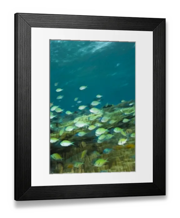 Framed Print : Indonesia, South Sulawesi Province, Wakatobi Archipelago Marine Preserve. Blue Green Chromis