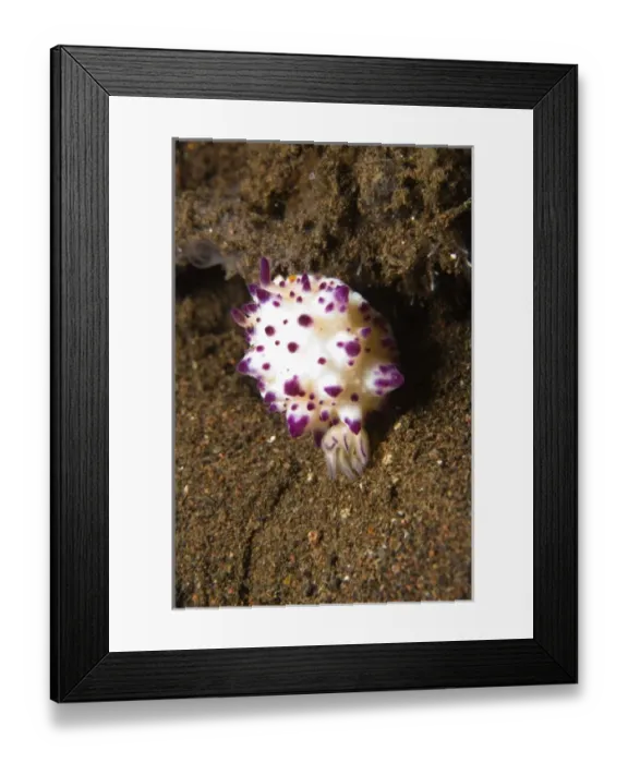 Framed Print : Indonesia, Bali Province, Tulamben. Chromodoris Nudibranch (Mexichromis mariei)