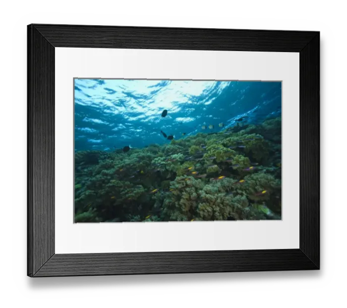 Framed Print : Pristine Scuba Diving at Tukang Besi  /  Wakatobi Archilpelago Marine Preserve, South Sulawesi