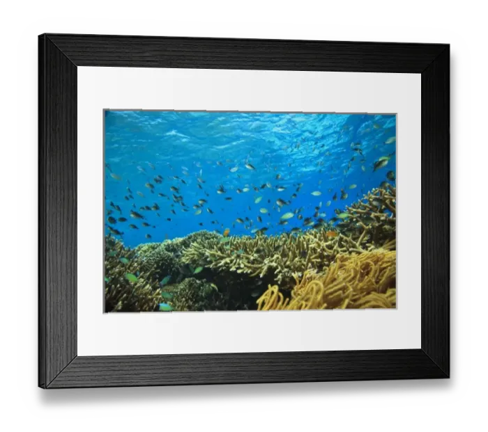 Framed Print : Blue-green Chromis (Chromis virida) schooling near Acropora coral reef, Wetar Island Framed Print : Blue-green Chromis (Chromis virida) schooling near Acropora coral reef, Wetar Island