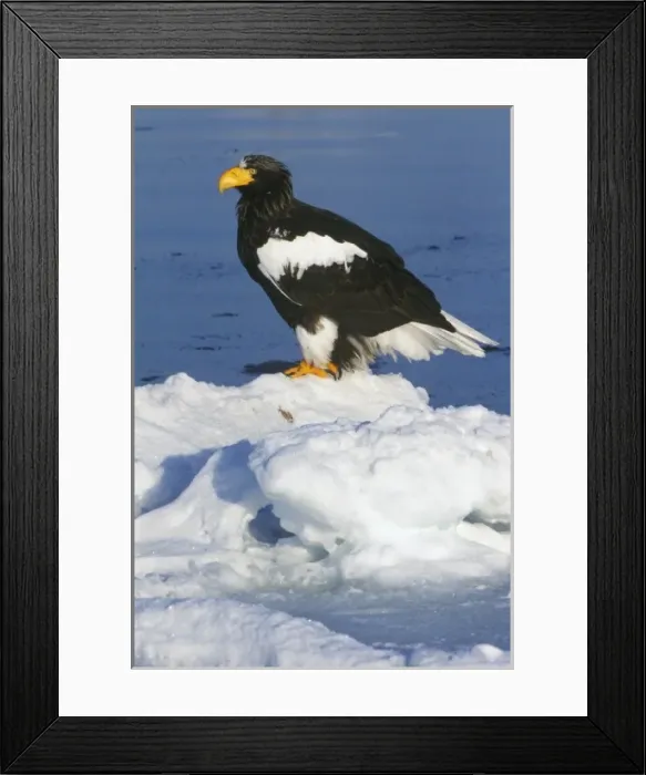 Framed Print : Asia, Japan, Hokkaido, Raus, Stellers Sea Eagle (Haliaeetus pelagicus) Framed Print : Asia, Japan, Hokkaido, Raus, Stellers Sea Eagle (Haliaeetus pelagicus)