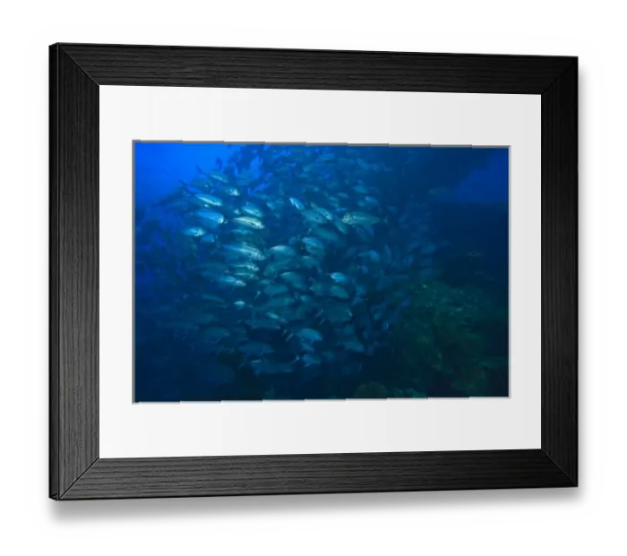 Framed Print : large school of Jacks schooling, World War II Cargo Shipwreck-Liberty, Tulamben, Bali Framed Print : large school of Jacks schooling, World War II Cargo Shipwreck-Liberty, Tulamben, Bali
