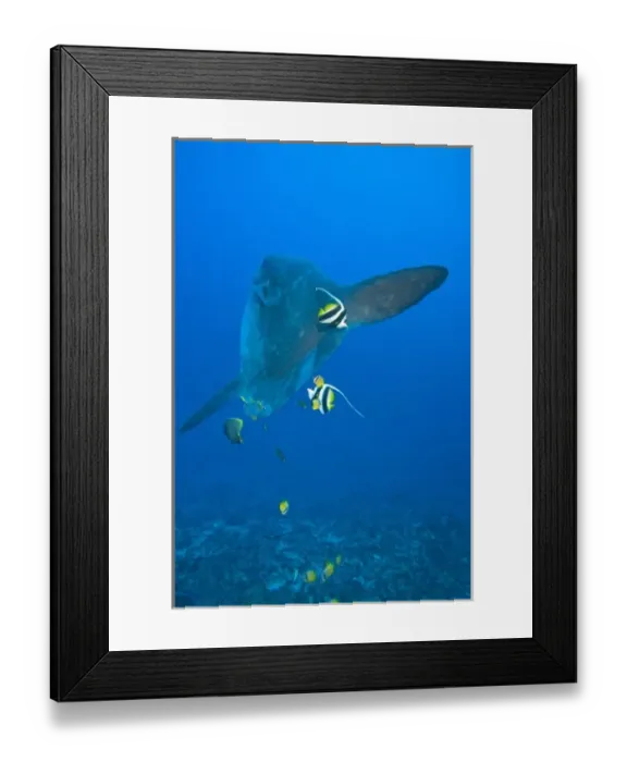 Framed Print : Indonesia, Bali Province, Nusa Penida. Adult Ocean Sunfish (Mola mola)--the heaviest