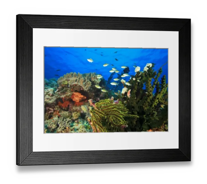 Framed Print : Bluegreen Chromis (Chromis virida) near Tubastrea Coral (Tubastrea micrantha) near Lewolin Village Framed Print : Bluegreen Chromis (Chromis virida) near Tubastrea Coral (Tubastrea micrantha) near Lewolin Village