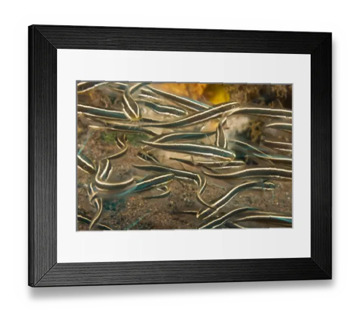 Framed Print : Asia, Indonesia Framed Print : Asia, Indonesia