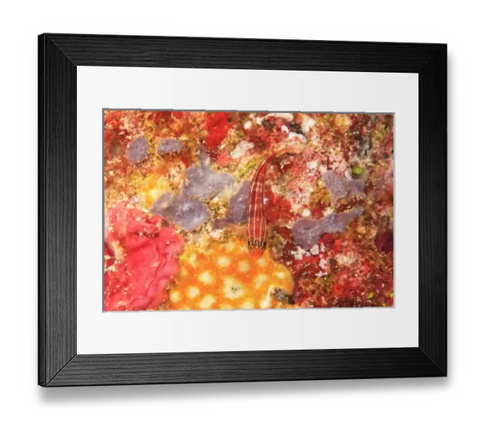 Framed Print : triplefin goby, Scuba Diving at Tukang Besi / Wakatobi Archipelago Marine Preserve Framed Print : triplefin goby, Scuba Diving at Tukang Besi / Wakatobi Archipelago Marine Preserve