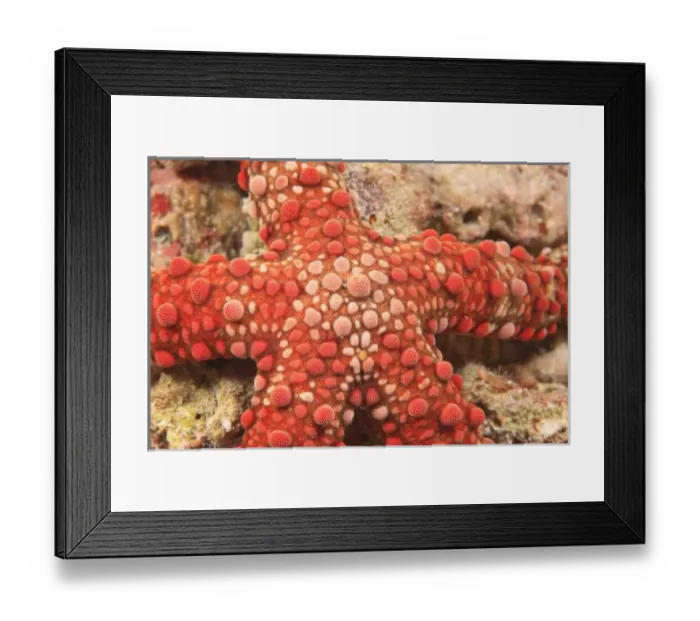 Framed Print : sea star, Scuba Diving at Tukang Besi / Wakatobi Archipelago Marine Preserve, South Sulawesi Framed Print : sea star, Scuba Diving at Tukang Besi / Wakatobi Archipelago Marine Preserve, South Sulawesi