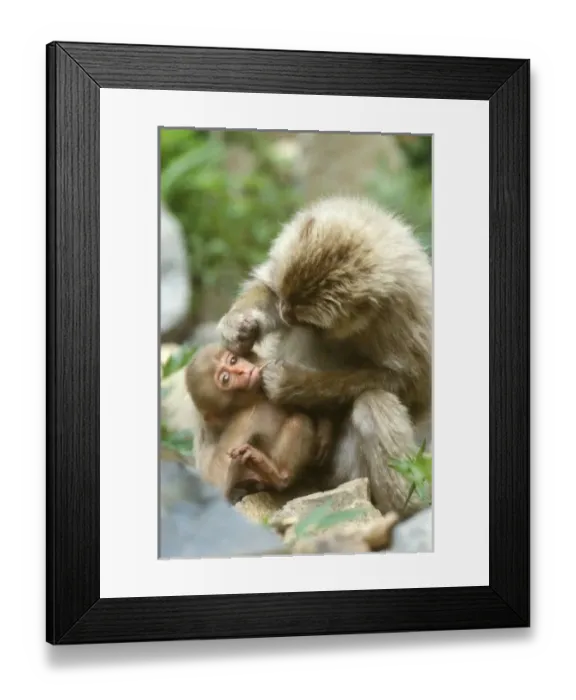 Framed Print : Asia, Japan Framed Print : Asia, Japan