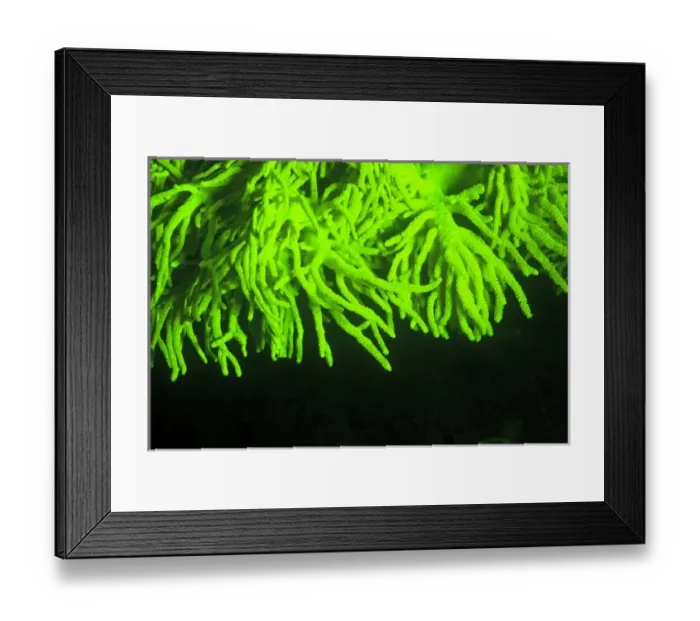 Framed Print : Natural occuring fluorescence in underwater soft coral (Sinularia sp. ), captured Framed Print : Natural occuring fluorescence in underwater soft coral (Sinularia sp. ), captured