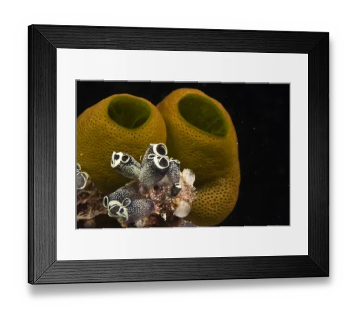 Framed Print : Indonesia, South Sulawesi Province, Wakatobi Archipelago Marine Preserve. Tunicates Framed Print : Indonesia, South Sulawesi Province, Wakatobi Archipelago Marine Preserve. Tunicates