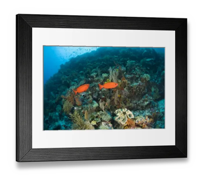 Framed Print : Indonesia, South Sulawesi Province, Wakatobi Archipelago Marine Preserve. Paeony Bulleyes