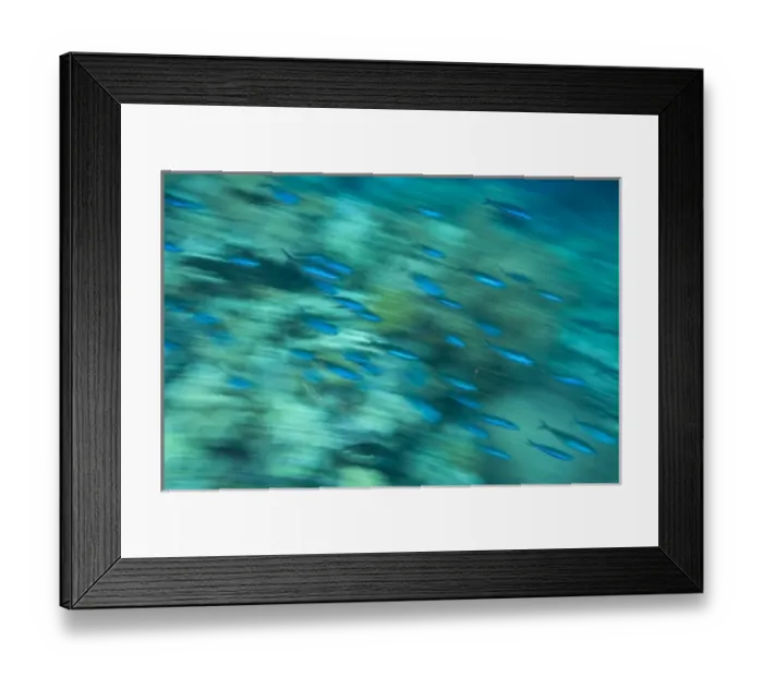 Framed Print : Indonesia, South Sulawesi Province, Wakatobi Archipelago Marine Preserve. Bluestreak Fusiliers Framed Print : Indonesia, South Sulawesi Province, Wakatobi Archipelago Marine Preserve. Bluestreak Fusiliers