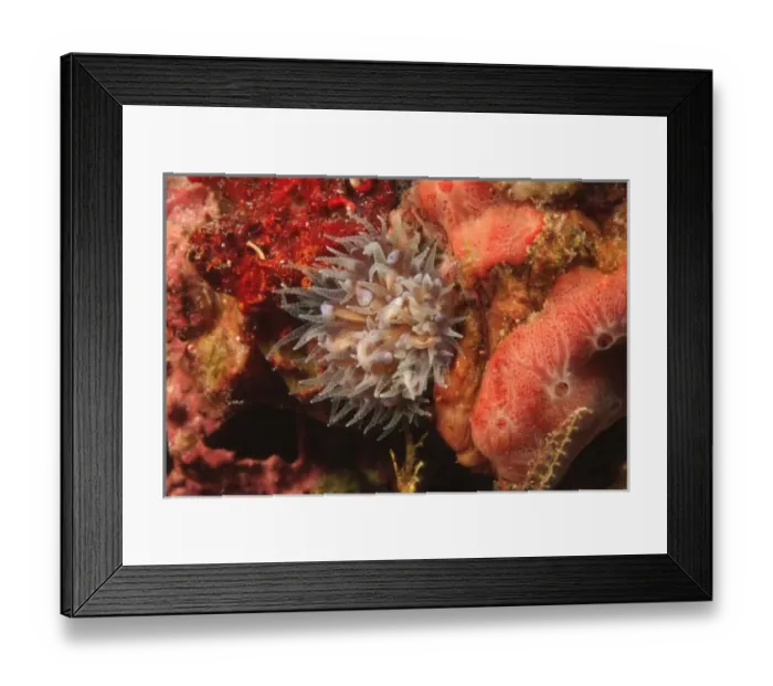 Framed Print : cup coral, Scuba Diving at Tukang Besi / Wakatobi Archipelago Marine Preserve, South Sulawesi Framed Print : cup coral, Scuba Diving at Tukang Besi / Wakatobi Archipelago Marine Preserve, South Sulawesi