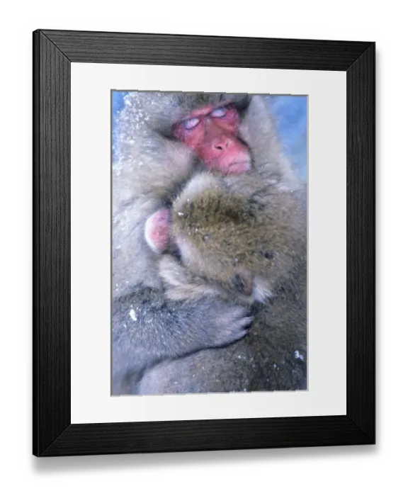Framed Print : Japan, Nagano, Jigokudani, Snow Monkey Mother & Child, Japanese Macaque, (Macaca fuscata)