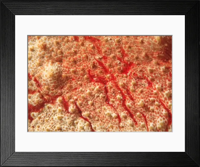 Framed Print : colorful pattern on sea cucumber, Scuba Diving at Tukang Besi / Wakatobi Archipelago Marine Preserve Framed Print : colorful pattern on sea cucumber, Scuba Diving at Tukang Besi / Wakatobi Archipelago Marine Preserve