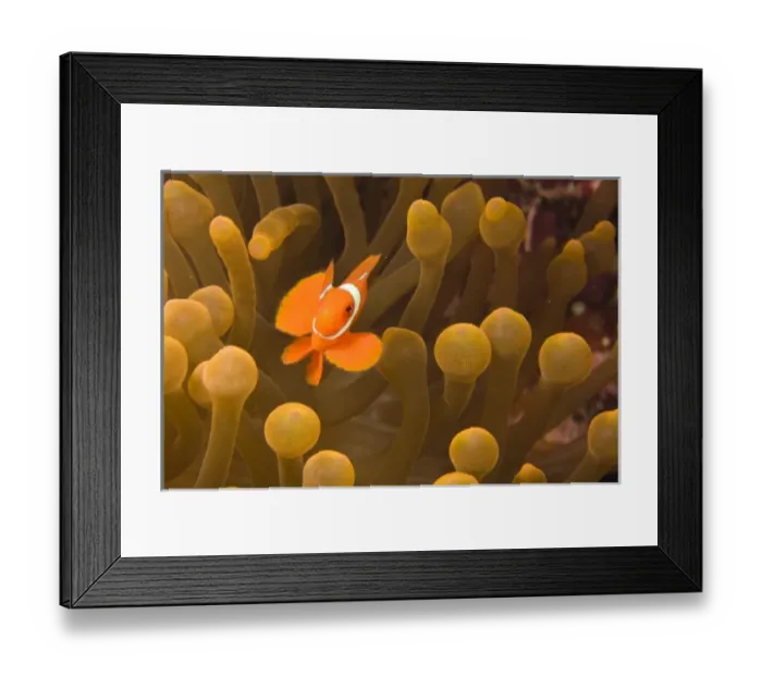 Framed Print : Indonesia, South Sulawesi Province, Wakatobi Archipelago Marine Preserve. Spinecheek Anemonefish
