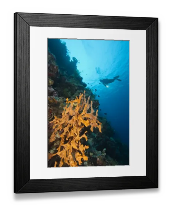 Framed Print : Model Released scuba divers at Tukang Besi Marine Preserve, pristine reefs near Wakatobi Framed Print : Model Released scuba divers at Tukang Besi Marine Preserve, pristine reefs near Wakatobi