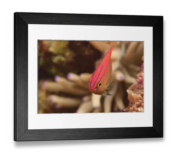 Framed Print : Princess Damselfish (Pomacentrus vaiuli) Banda Sea, Indonesia Framed Print : Princess Damselfish (Pomacentrus vaiuli) Banda Sea, Indonesia