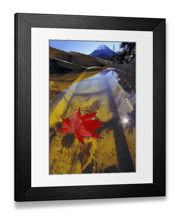 Framed Print : Japan, Yamanashi Pref. Mt Fuji. A brilliant red maple leaf floats in a water-logged boat Framed Print : Japan, Yamanashi Pref. Mt Fuji. A brilliant red maple leaf floats in a water-logged boat