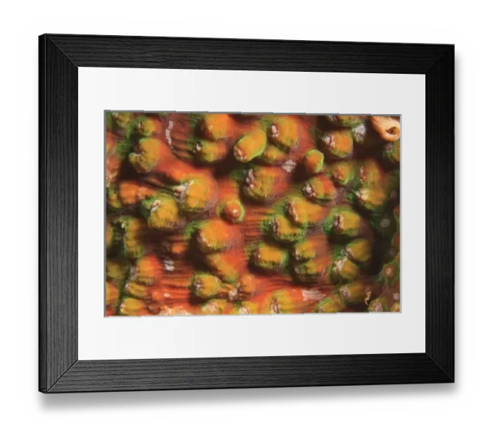 Framed Print : hard coral detail, Scuba Diving at Tukang Besi / Wakatobi Archipelago Marine Preserve Framed Print : hard coral detail, Scuba Diving at Tukang Besi / Wakatobi Archipelago Marine Preserve