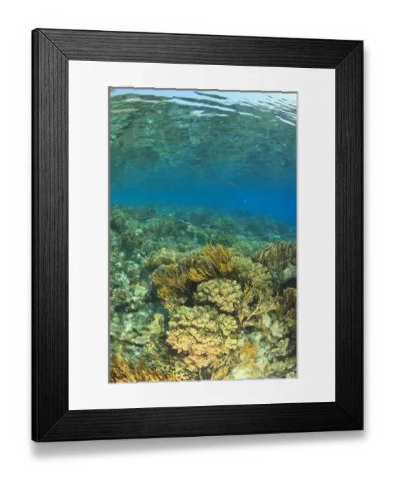 Framed Print : Pristine shallow hard & soft coral reef, Kalabahi Bay, Alor Island, Indonesia Framed Print : Pristine shallow hard & soft coral reef, Kalabahi Bay, Alor Island, Indonesia