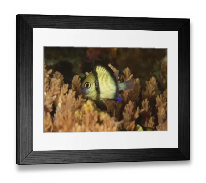 Framed Print : Reticulated Damselfish (Dascyllus reticulatus) Banda Sea, Indonesia Framed Print : Reticulated Damselfish (Dascyllus reticulatus) Banda Sea, Indonesia