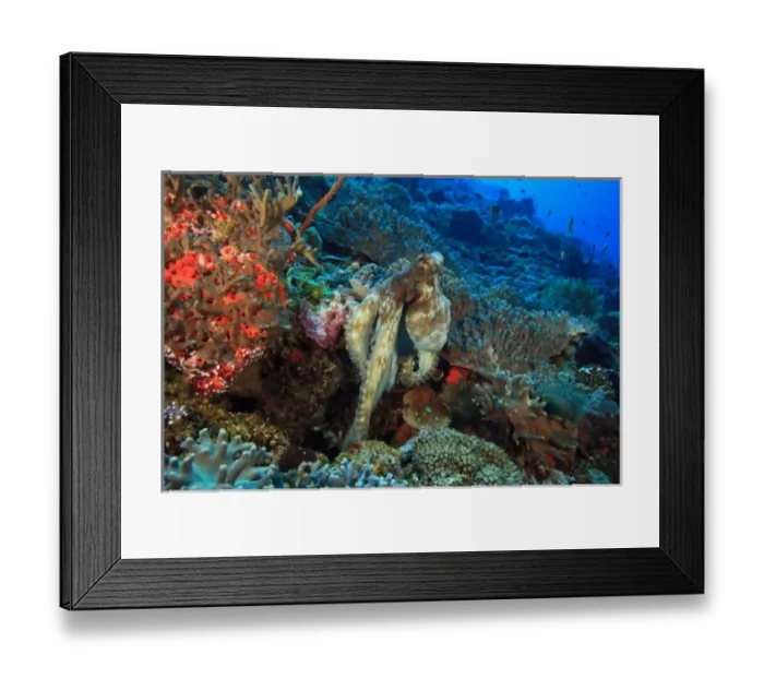 Framed Print : Reef Octopus (Octopus cyanea), Wetar Island, Banda Sea, Indonesia Framed Print : Reef Octopus (Octopus cyanea), Wetar Island, Banda Sea, Indonesia