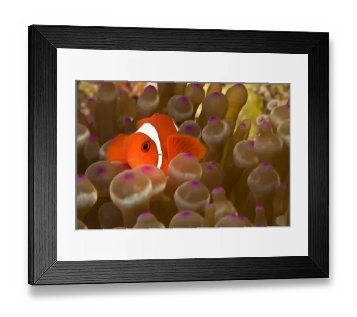 Framed Print : Indonesia, South Sulawesi Province, Wakatobi Archipelago Marine Preserve. Spinecheek Anemonefish