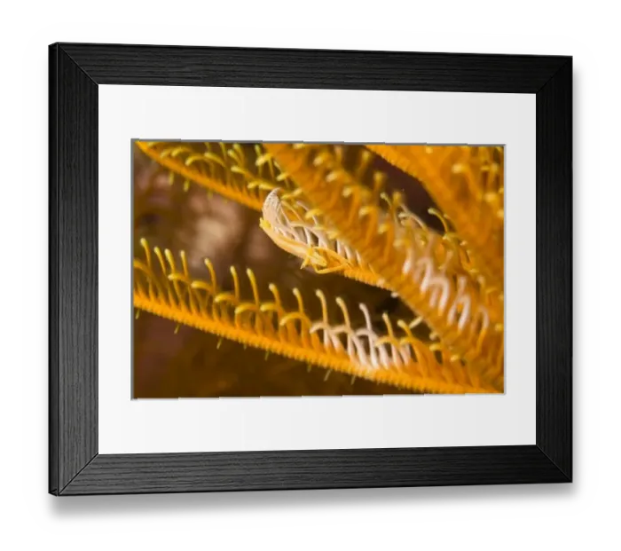 Framed Print : Indonesia, South Sulawesi Province, Wakatobi Archipelago Marine Preserve. Crinoid