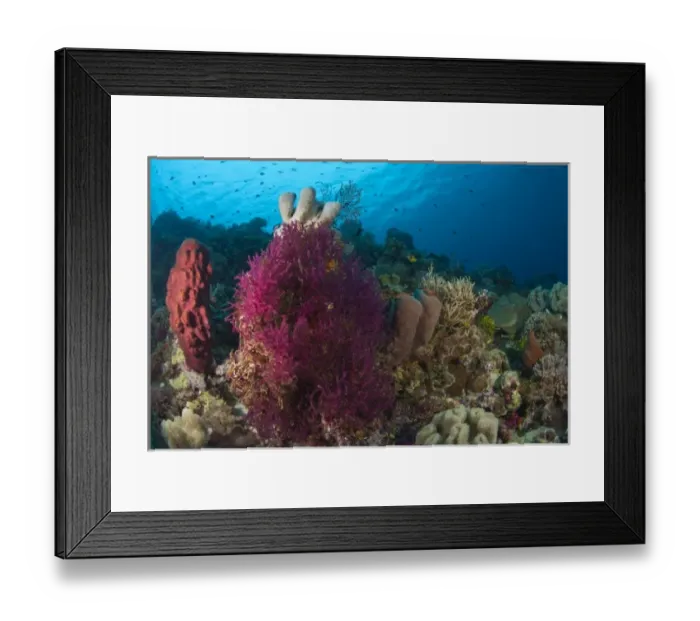 Framed Print : Scuba Diving at Tukang Besi / Wakatobi Archipelago Marine Preserve, South Sulawesi, Indonesia, S Framed Print : Scuba Diving at Tukang Besi / Wakatobi Archipelago Marine Preserve, South Sulawesi, Indonesia, S